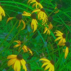 Meet your Posher, Audrielle